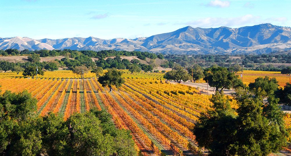 Image southern California vineyard